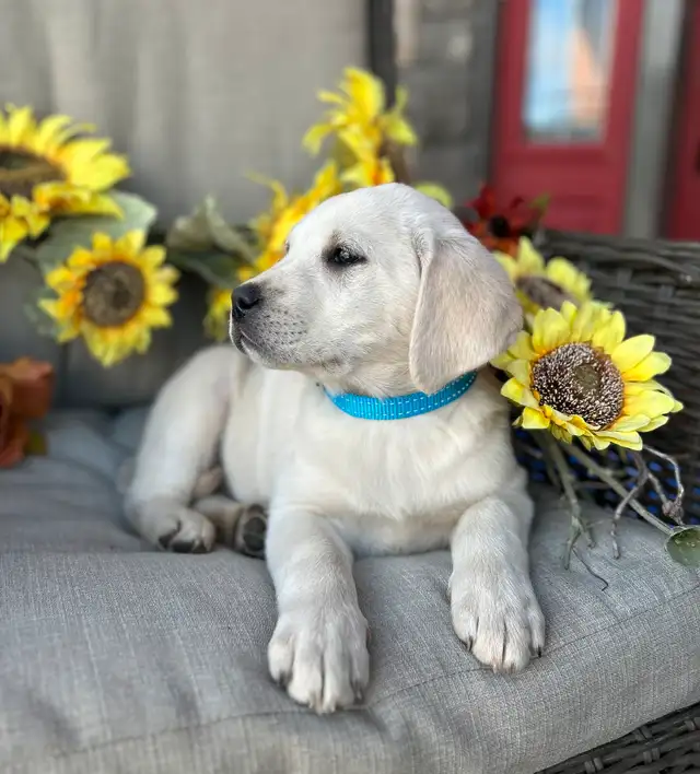 Stunning White CKC Registered Lab Puppies in Dogs & Puppies for Rehoming in Grande Prairie - Image 9