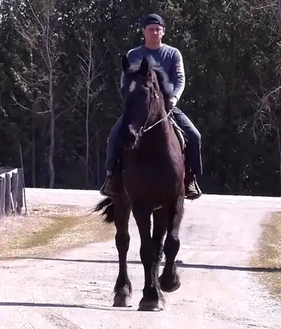 Percheron gelding 18h 4 yrs, quiet, rides great and drives, View more