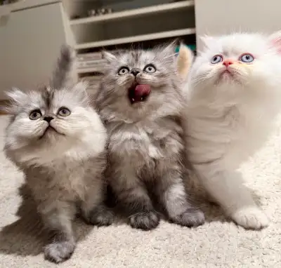 HIGH QUALITY PERSIAN KITTENS ✨, View more