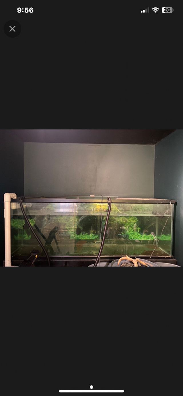 265 gal Glass Tank  in Fish for Rehoming in Delta/Surrey/Langley