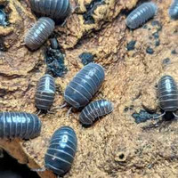 20 Count Of Porcellio scabbers Isopod/cloportes/
