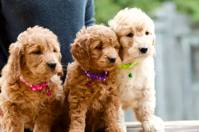 Golden doodle puppies in Dogs & Puppies for Rehoming in Mississauga / Peel Region - Image 4