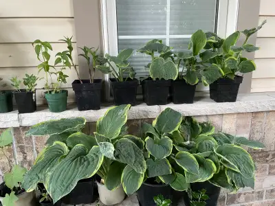 Various Hosta Plants, View more