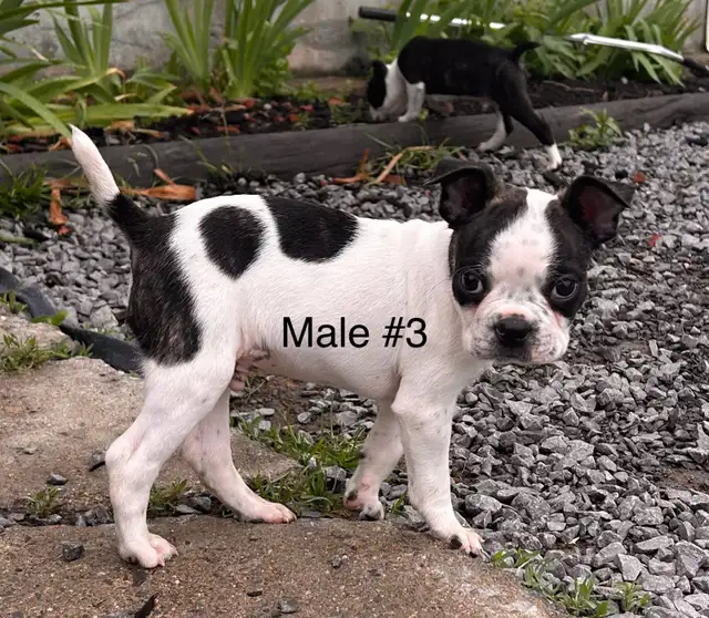 READY ( Boston terrier ) in Dogs & Puppies for Rehoming in Ottawa - Image 5