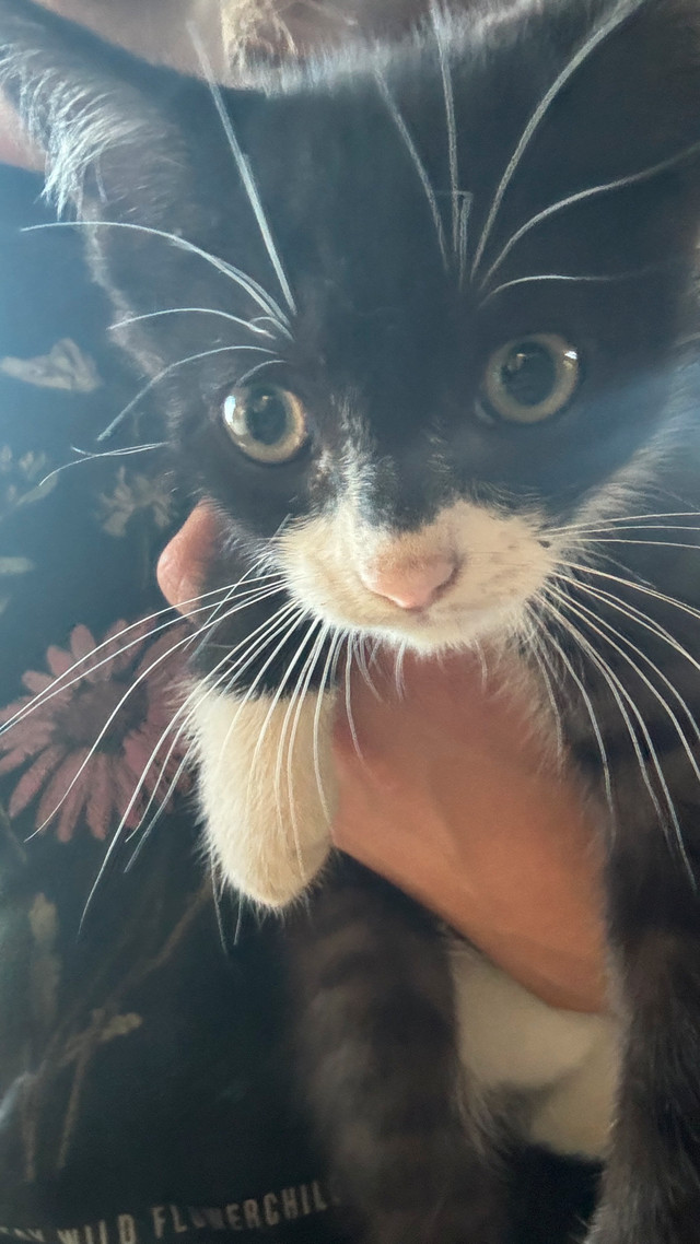 Cute kittens in Cats & Kittens for Rehoming in Abbotsford - Image 3