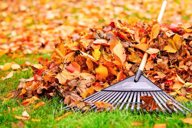 Rake garden 426574839053690880