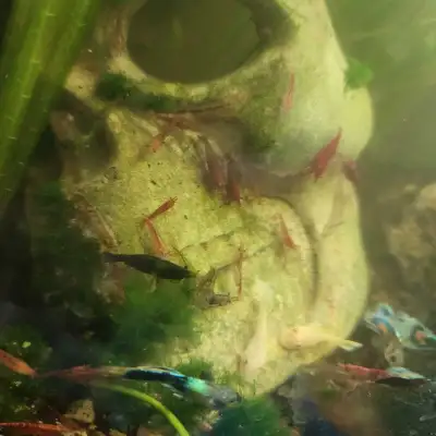 multi-grade cherry shrimp, View more