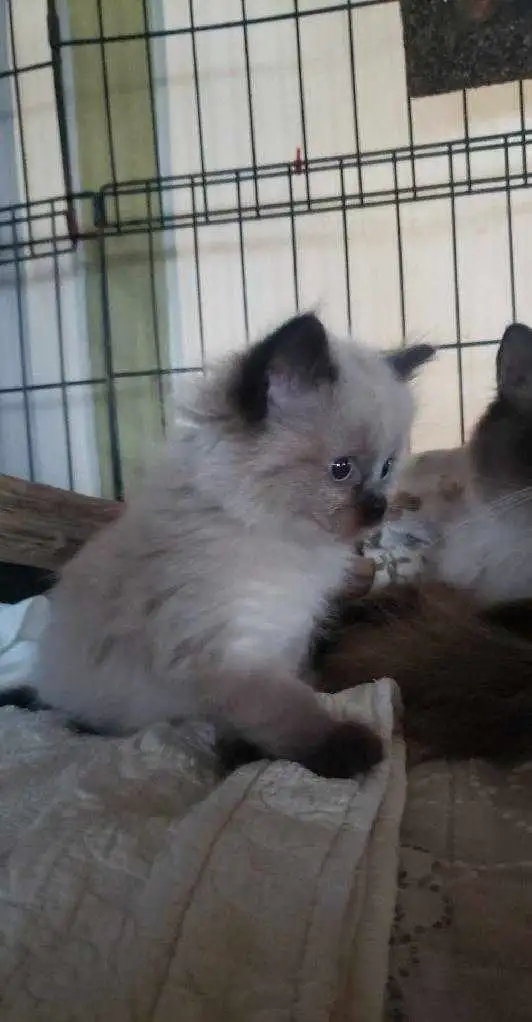 Ragamese kittens (ragdoll x siamese) in Cats & Kittens for Rehoming in Bridgewater - Image 4