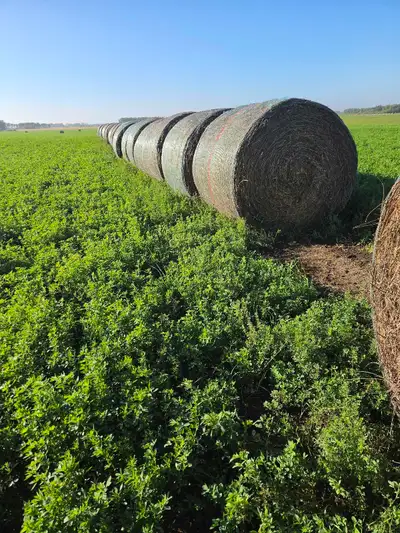 2026 Hay . 1550 avg weight Heavy alfalfa blend Can assist with hauling , ask for details . Located s...