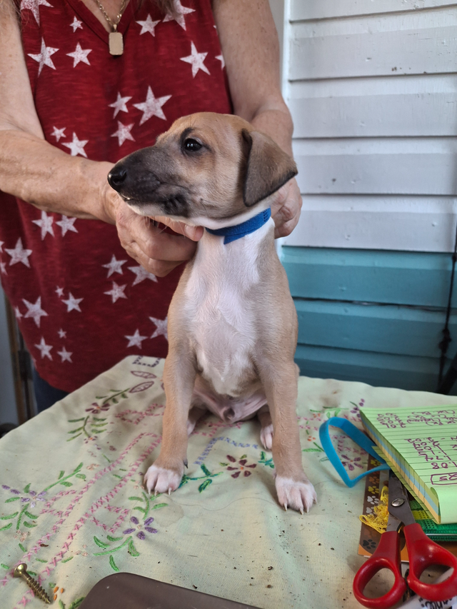 ITALIAN GREYHOUND PUPPIES - HEALTH GUARANTEED in Dogs & Puppies for Rehoming in Muskoka - Image 8