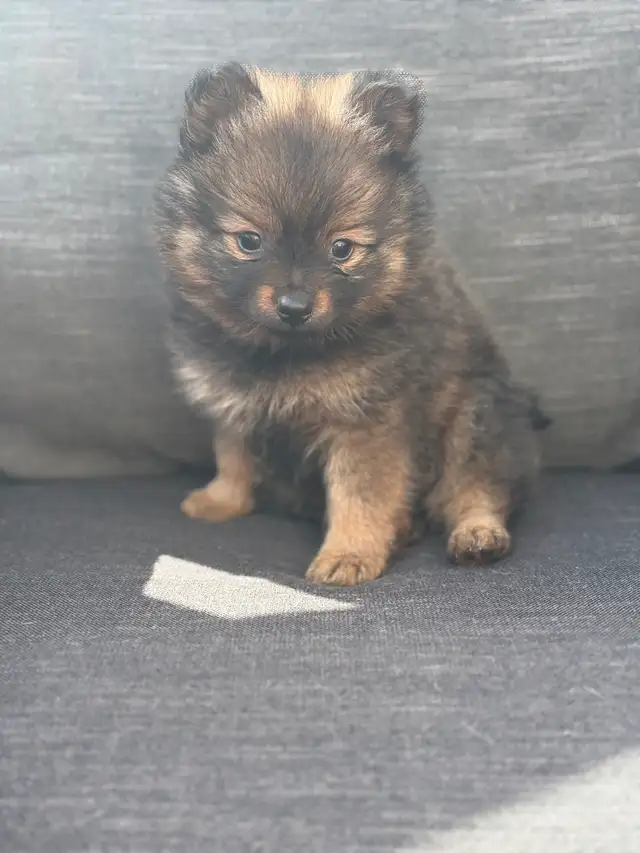 Pomeranian puppies 2boys in Dogs & Puppies for Rehoming in Grande Prairie - Image 5
