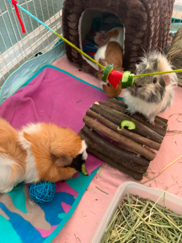 3 bonded female guinea pigs Small Animals for Rehoming Victoria Kijiji