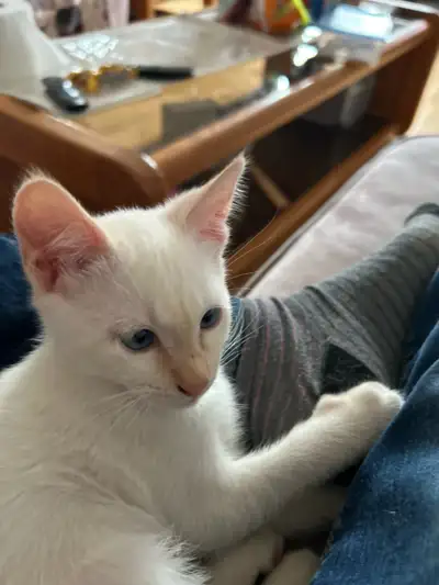 Je vends d'adorables chatons siamois, ils sont joueurs et enjoués et feront un excellent ajout à vot...
