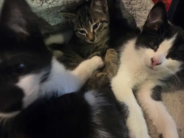 Three kittens left!  For barn or home in Cats & Kittens for Rehoming in St. Albert - Image 3