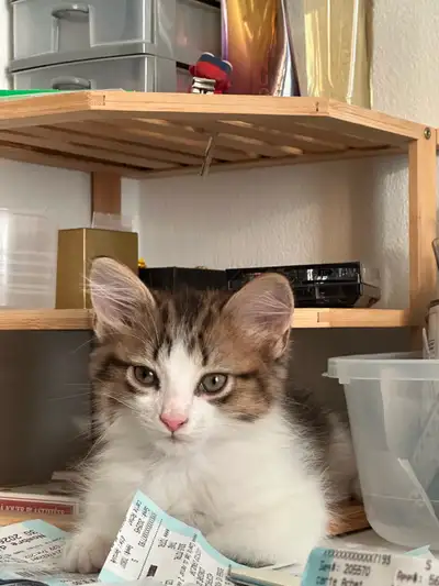 Tabby and White Kitten, View more