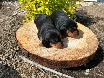 Miniature Dachshunds, View more