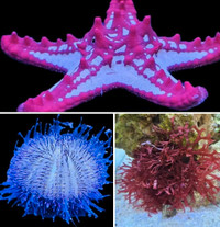 Saltwater corals, fish and more at Tpets