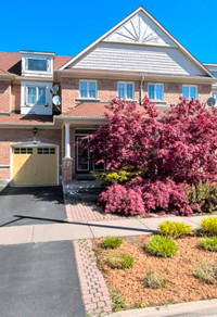 Basement Apartment for Lease in Richmond Hill
