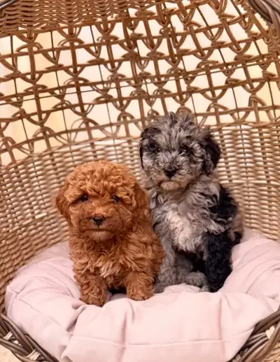 Mini goldendoodle puppies , View more