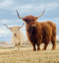 Highland Cattle Herd