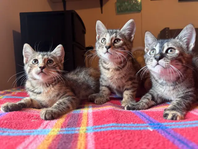 Bengal mixed adorable kittens in Cats & Kittens for Rehoming in City of Montréal - Image 2