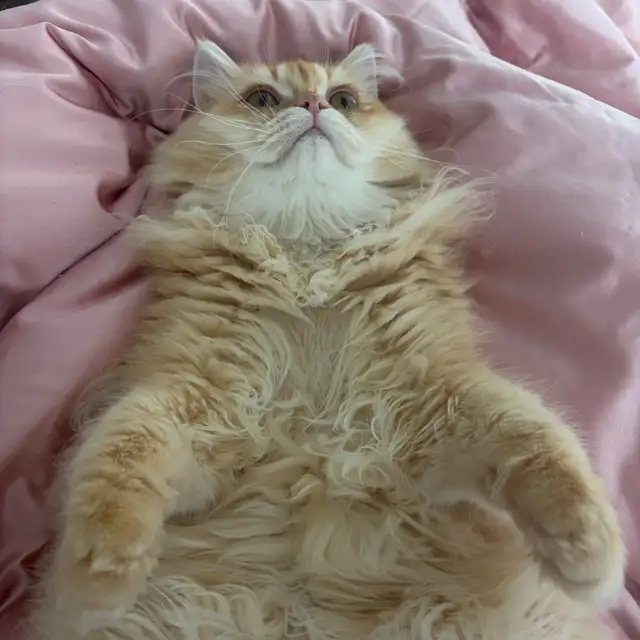 British longhair looking for new home in Cats & Kittens for Rehoming in City of Toronto - Image 2