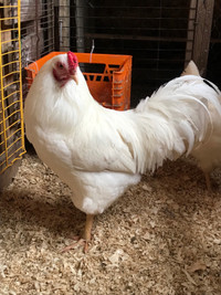 Looking For: Purebred Chantecler chicks 