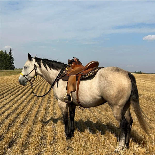 AQHA Mare  in Horses & Ponies for Rehoming in Grande Prairie