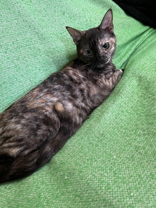 Torti Spotted Bengal x Ragdoll in Cats & Kittens for Rehoming in Mississauga / Peel Region - Image 2