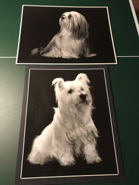 TERRIOR & LHASA APSO DOG PHOTOGRAPHY PRINTS -1983 western fair 