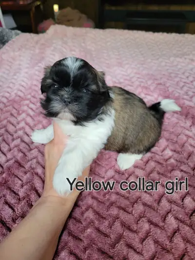 Shih Tzu puppies, View more