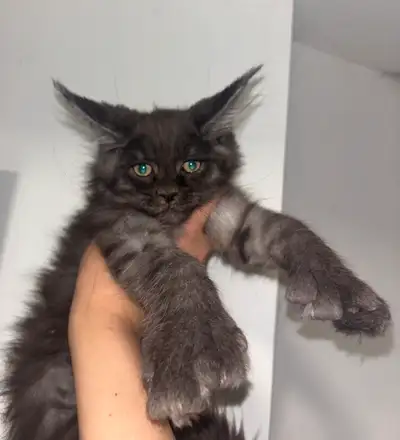Maine Coon black Smoke poly, Voir plus