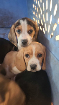 Beagle puppies 