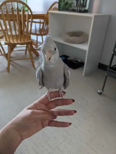 Whiteface Cockatiel, View more
