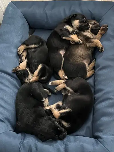 Adorable Female Home & Family Pups for Rehoming, View more