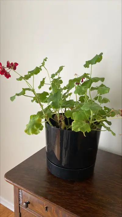 Round Plastic Flower Planter Pot & Attached Saucer, $10, View more