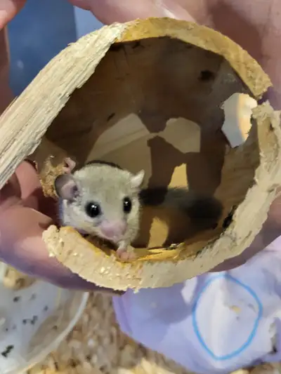 These are cute little critters, they are not sugar gliders, they are African pigmy dormice. These ar...