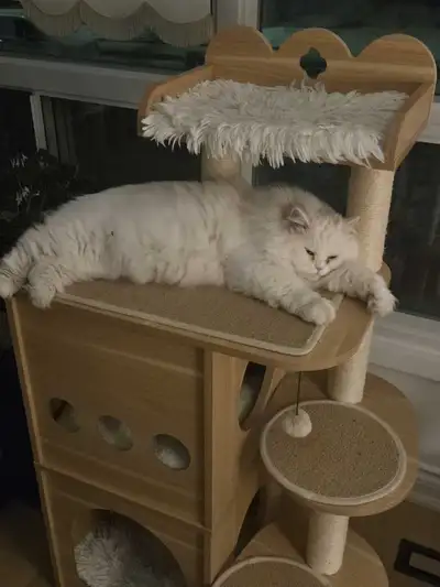 Persian mix Rehoming , View more