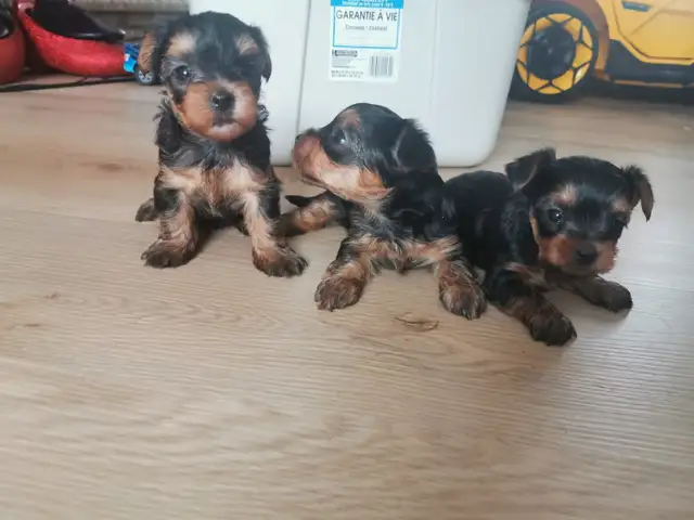 Yorkshire terrier puppies in Dogs & Puppies for Rehoming in City of Toronto - Image 5