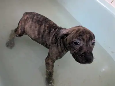 300 for a black pup, 450 tan puppy. Puppies ready to be rehomed. They are beautiful pups with beauti...