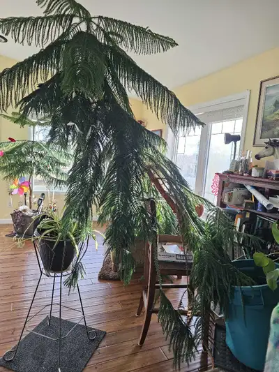 This Norfolk pine is growing steady, healthy and great, just needs more room ro grow