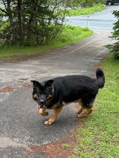 https://www.adoptapet.com/pet/44566466-bancroft-ontario-german-shepherd-dog Hi everyone please meet...