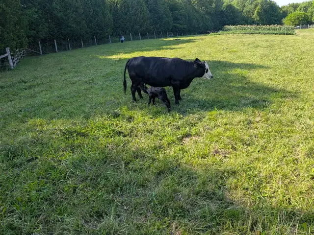Beef Bottle Calf in Livestock in Owen Sound - Image 3