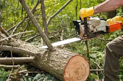 Tree Cutting & Removal & Fallen Tree & Branch Remo, View more