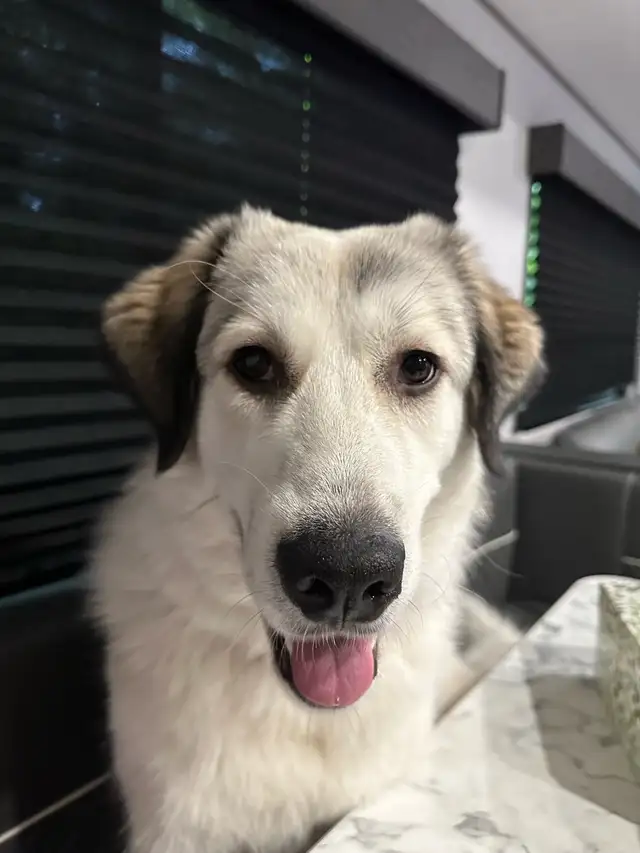 Rehoming 2&1/2 yr old female maremma mix dog in Dogs & Puppies for Rehoming in Ottawa - Image 4