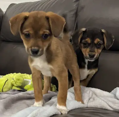 Adorables shiba x beagle , View more