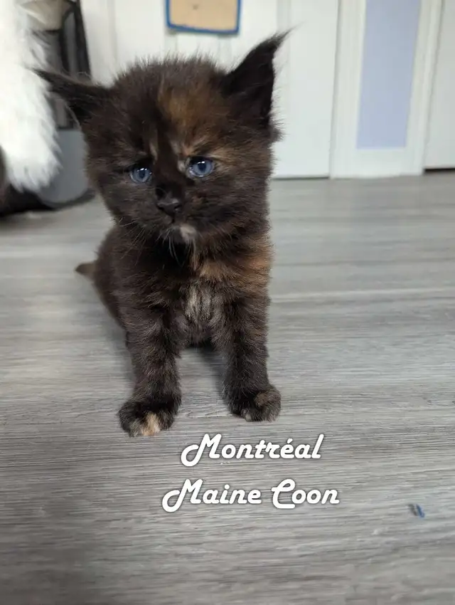Maine Coon pure race in Cats & Kittens for Rehoming in City of Montréal - Image 2