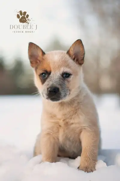 Gorgeous and very loved heeler pups. They come UTD on vaccines and age appropriate dewormer and with...
