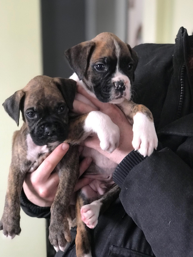 Boxer puppies in Dogs & Puppies for Rehoming in Kawartha Lakes