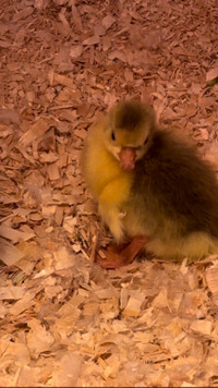 Purebred Embden goslings